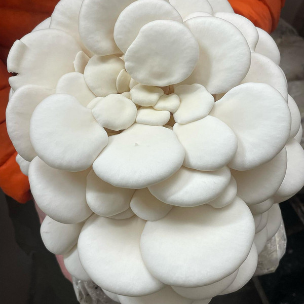 White Oyster Mushrooms