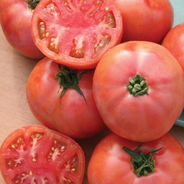 Brandywine Pink Heirloom Tomato