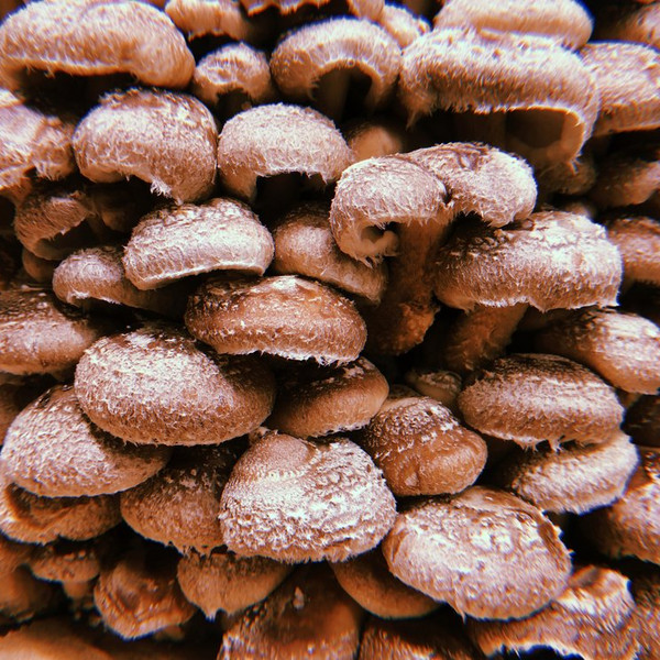 Shiitake Mushrooms