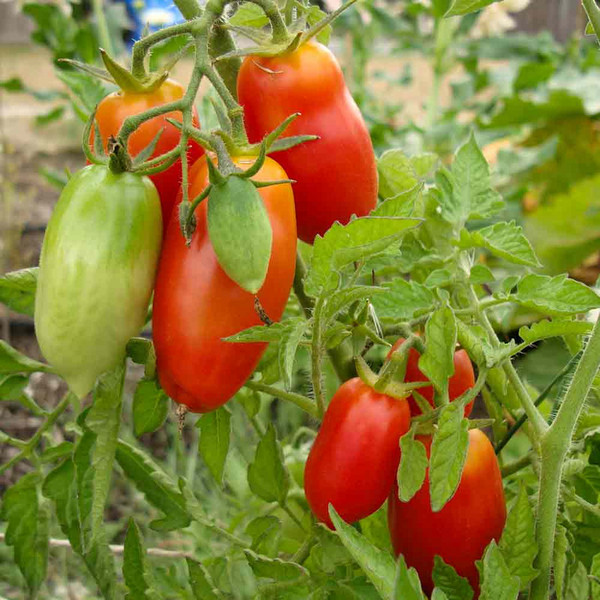 Heirloom Tomato- San Marzano type