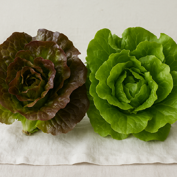 Hydroponic Lettuces
