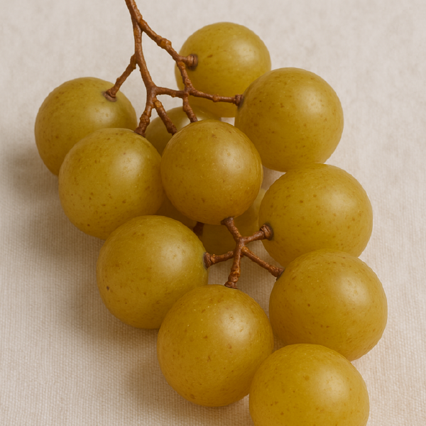 Scuppernongs