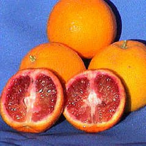 Blood Oranges - Fresh
