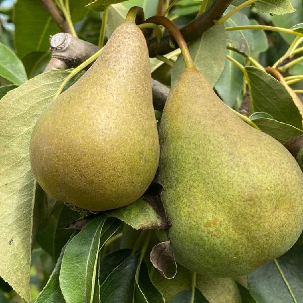 Pears, Harrow Crisp 1.5 lbs