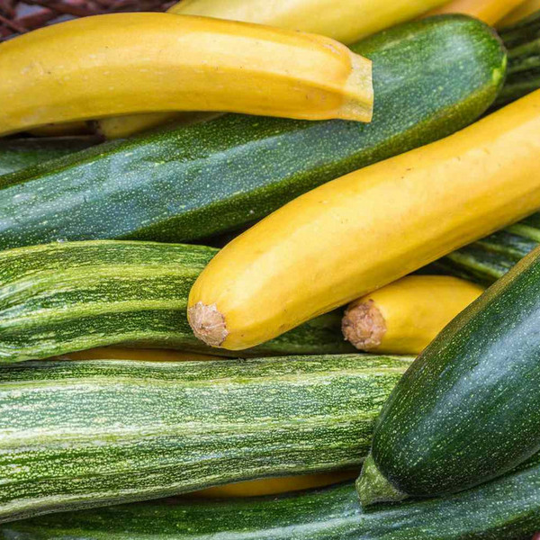 Certified Organic Zucchini