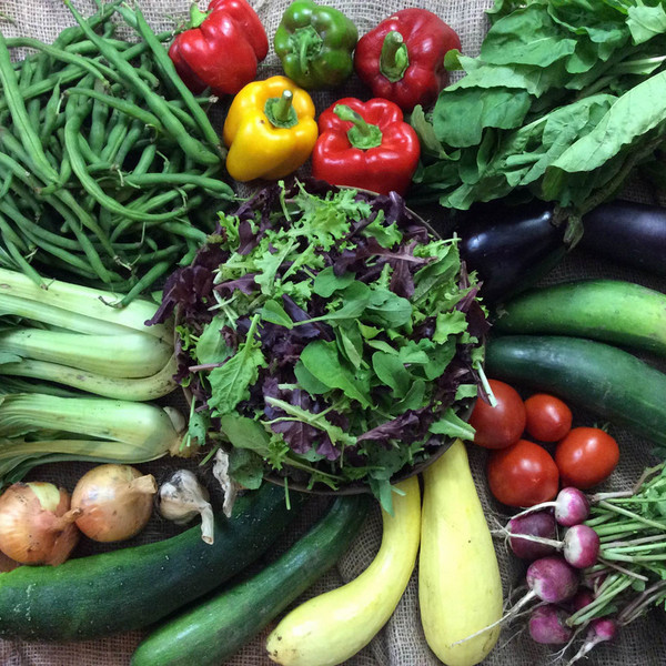 Summer CSA