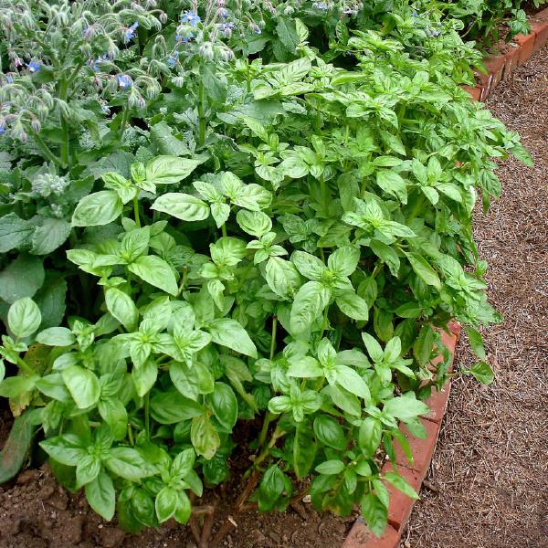 Sweet Basil