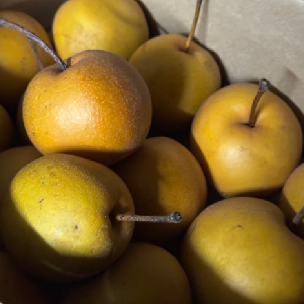 Olympic Asian Pears - from VT