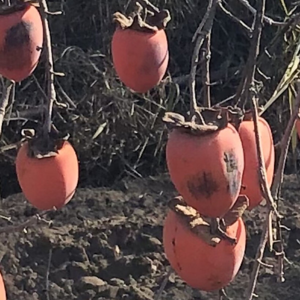 Hachiya Persimmons