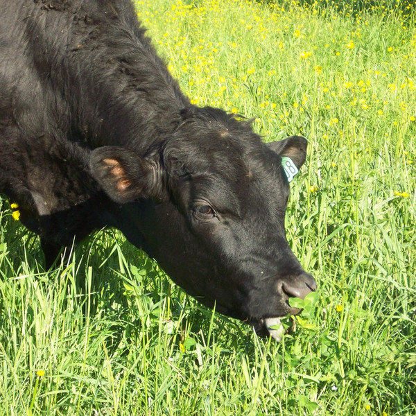 Ground Beef