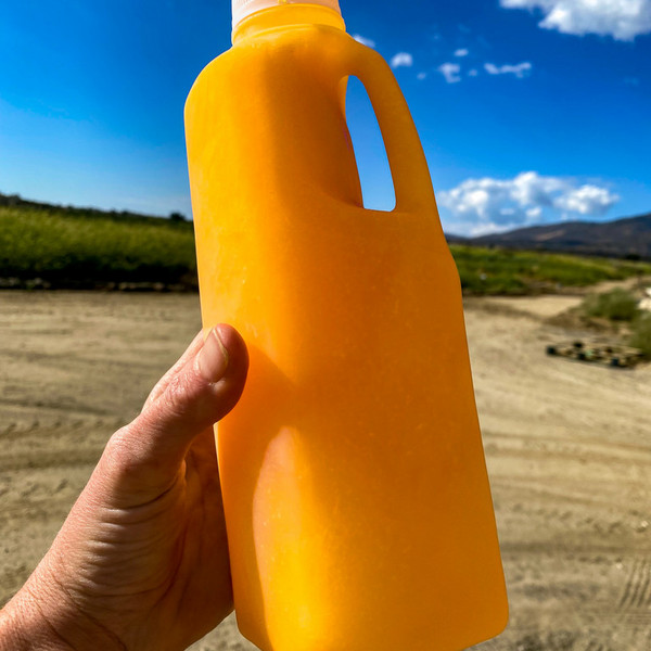 Freshly Squeezed Orange Juice