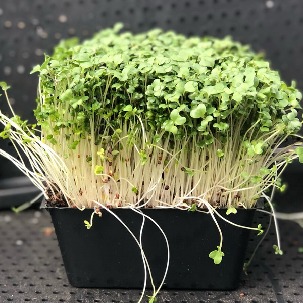 Broccoli Micro Greens