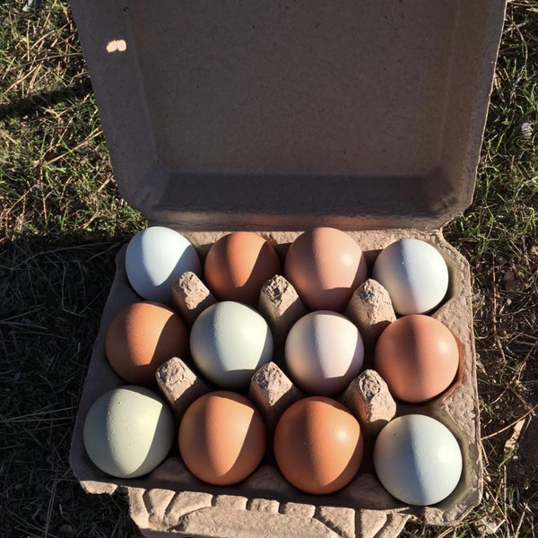 Free Range Fertile Eggs from Topanga