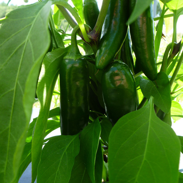 Pepper- Jalapeno