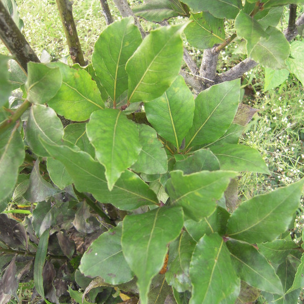 Bay Leaves