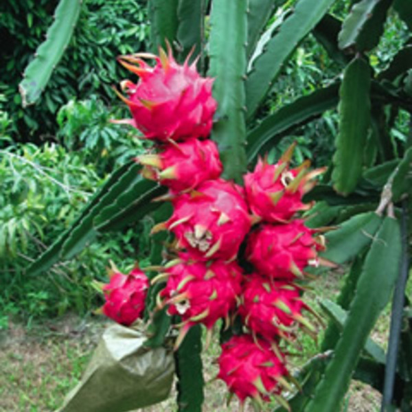 White Dragon Fruit (Pitaya)