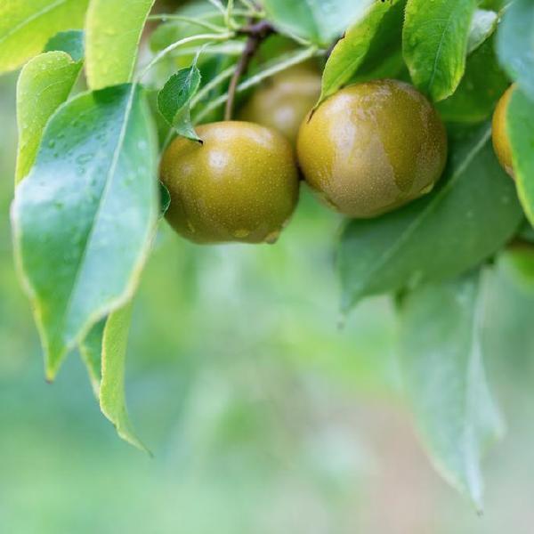 Fruit Share (Breezy Hill Orchard)