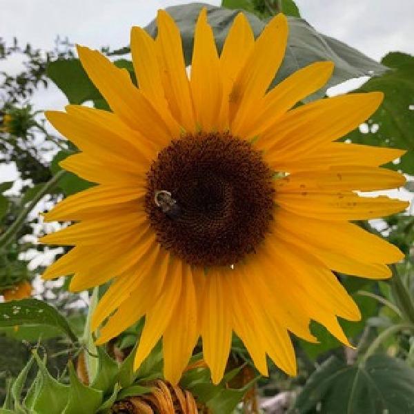 2026 FALL CSA  October 7 - December 23