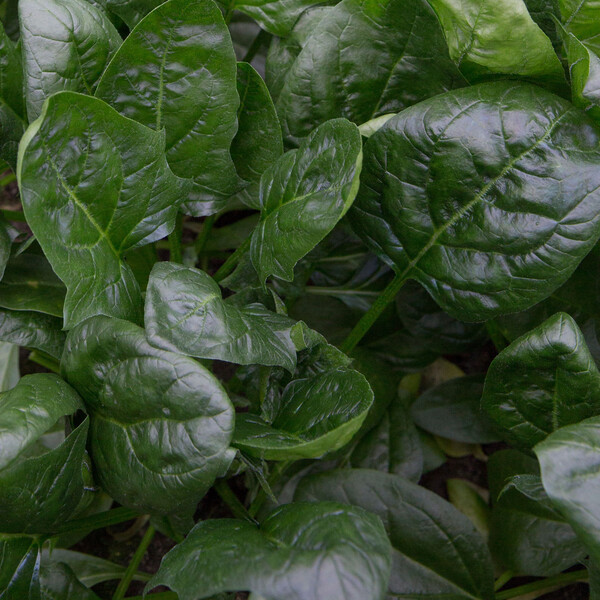Spinach Share - 1/2# Bag