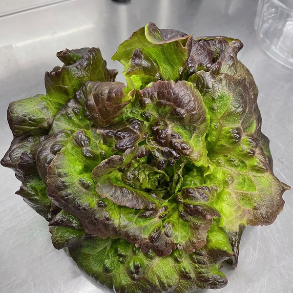 Lettuce Only Share