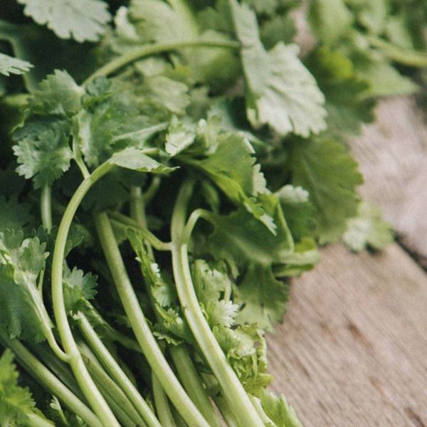 Cilantro