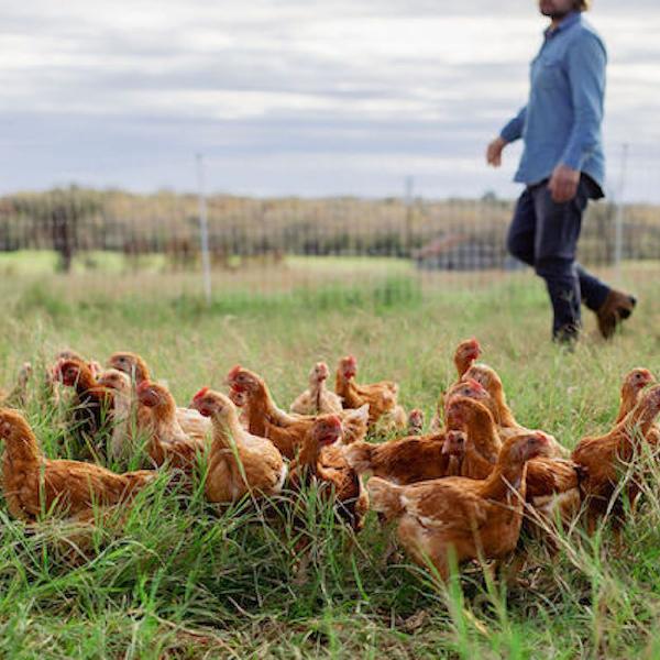 Twice Monthly Poultry Share