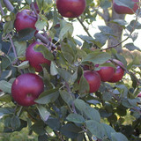 Farmers Fresh CSA photo 12