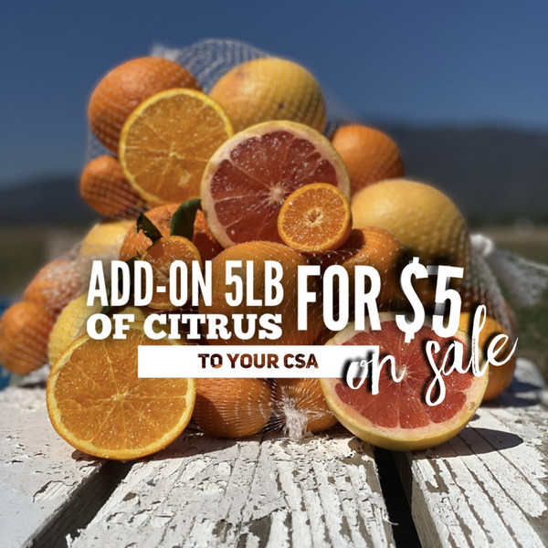 Juicing  Citrus (5lb Bag)