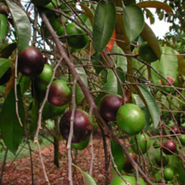 Star Apple (Caimito) *Pre-Order*