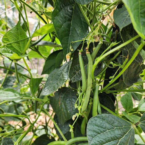 Green Bean
