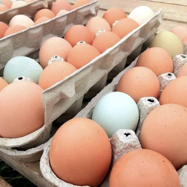 2025 Summer Season Egg Add-On - Total $160