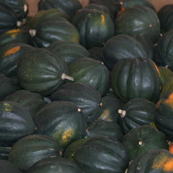 Acorn Squash