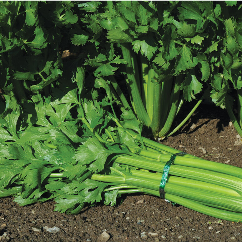 Celery