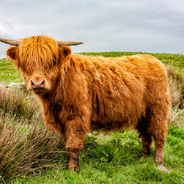 2025 Ground Beef Share