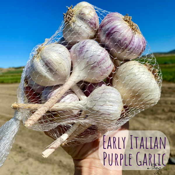 Early Italian Purple Garlic Bag