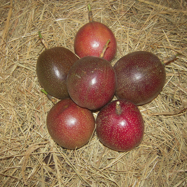 Purple/Pink Passionfruit (Lilikoi)