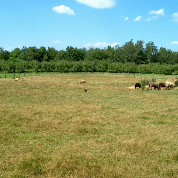 Lamb, Whole or Half