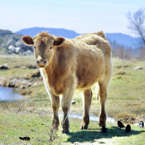 Sage Mountain Beef CSA: 6 months