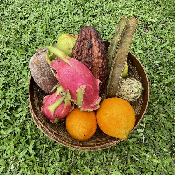 Exotic Tropical Fruit of the Month Club Box