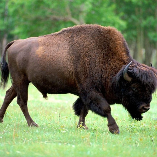 Grass-Fed Bison