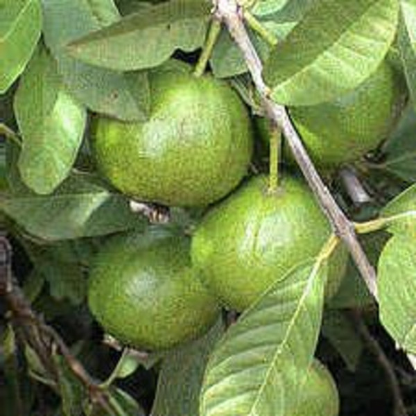 Asian Guavas  - Fresh