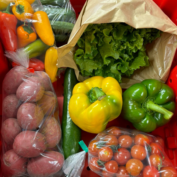 2025 Summer Share - Medium