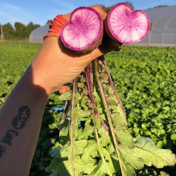 Fall Season (Sept-Nov) CSA Shares
