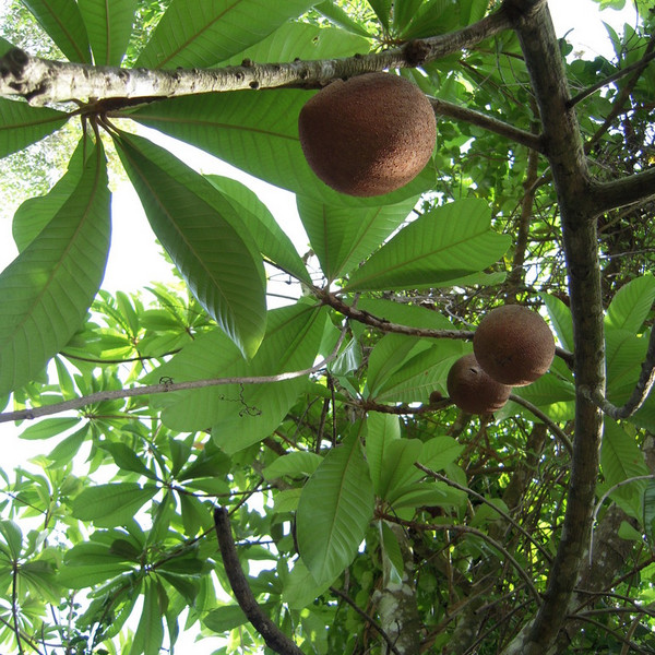 Organic Mamey Sapote