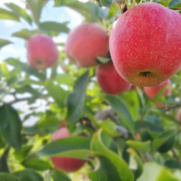 PREMIUM Winter Apples, All 4 Pick Ups