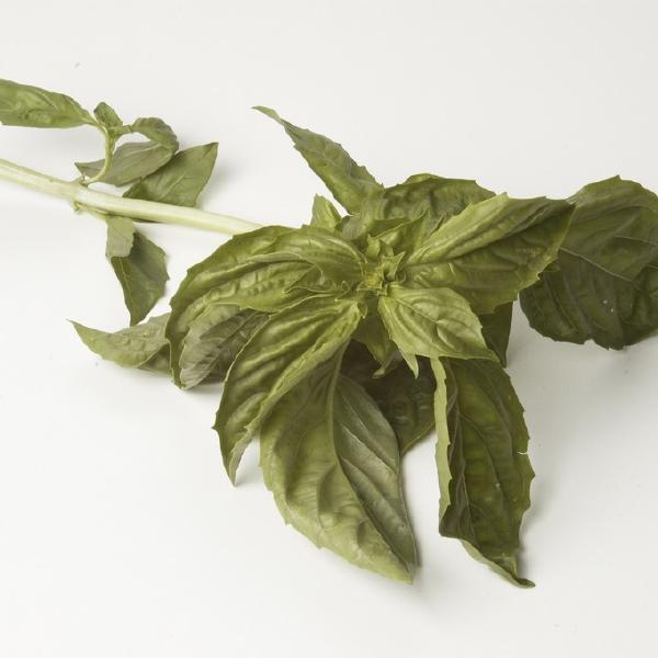 Basil (1lb)