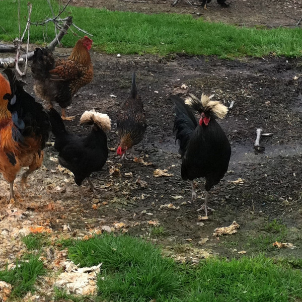 Farm eggs