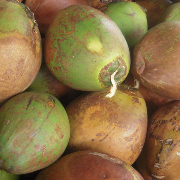 Coconut