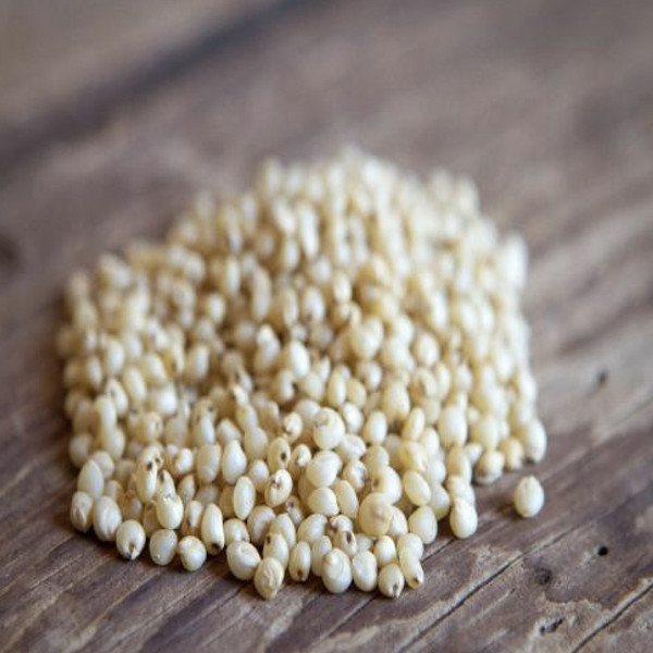 Sorghum