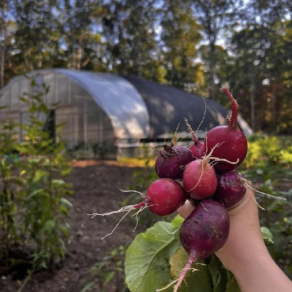 Spring CSA 2026
